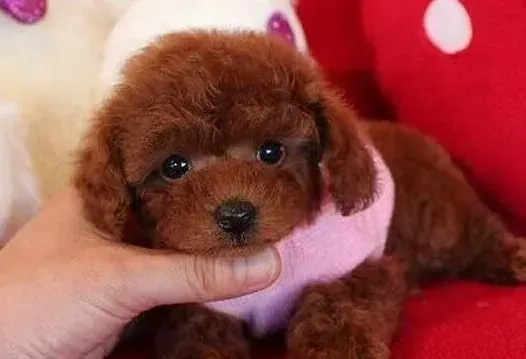泰迪犬|泰迪犬多大的时候可以洗澡 求解答