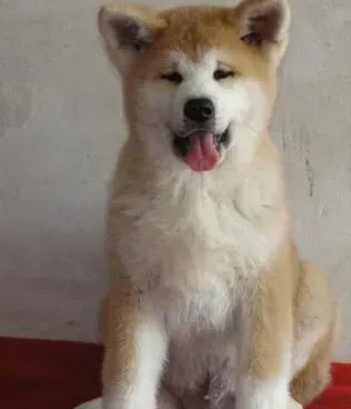 秋田犬|秋田犬吃什么可以增加毛发的颜色