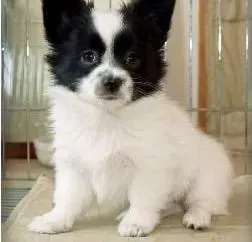 蝴蝶犬|怎样彻底的阻止蝴蝶犬乱咬东西的毛病