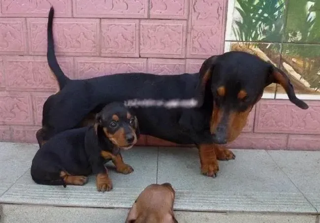 腊肠犬|两个月的腊肠犬可以驱虫吗，吃什么药好