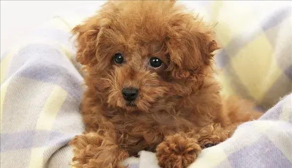 玩具贵宾犬最大是多大 体重在3到6公斤左右 | 玩具贵宾犬