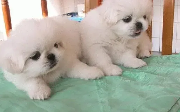 京巴狗|怀孕保健每日一页 如何护理妊娠期的京巴犬