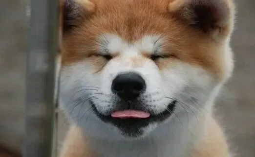 秋田犬|饮食达人告诉你秋田犬过多的食用巧克力有哪些危害