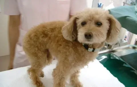 玩具贵宾犬最大是多大 体重在3到6公斤左右 | 玩具贵宾犬