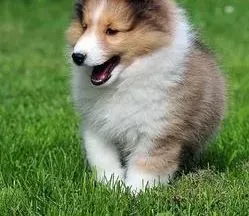 苏格兰牧羊犬|如何破解苏格兰牧羊犬表情的秘密