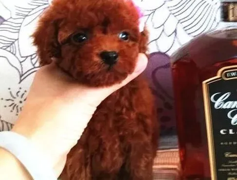 泰迪犬|不同的环境下饲养泰迪犬的方法有差异