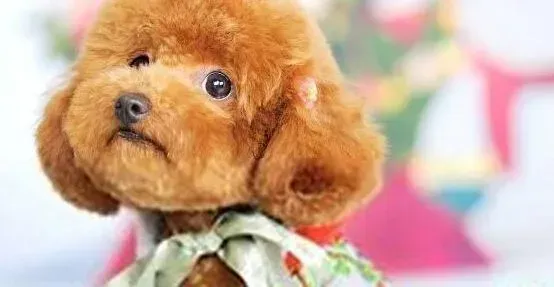 泰迪犬|饮食健康系列之肉类食物对泰迪犬有哪些影响