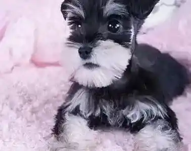 雪纳瑞|雪纳瑞运动后呼吸急促这是什么情况