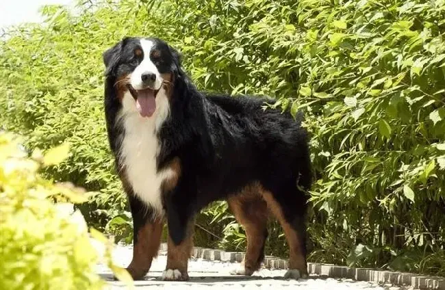 伯恩山犬|伯恩山犬拉稀便血，请问医生怎么办