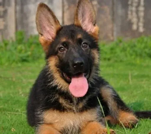 德国牧羊犬|德国牧羊犬不听你的话要怎么对付它