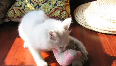怎么纠正猫咪的异常行为 猫咪的3种异常行为 | 猫