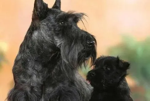 苏格兰梗犬怎么样 很难与其它犬只友好相处 | 苏格兰梗