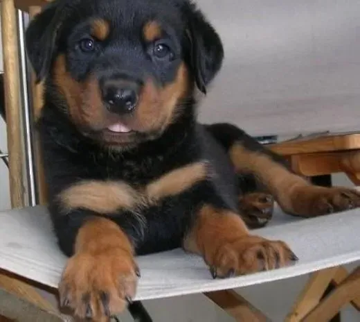 罗威纳犬|罗威纳犬患上了肠炎通常会有哪些反应