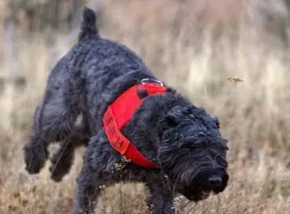  法兰德斯畜牧犬的喂食要点 多喂点蔬菜 |  法兰德斯畜牧犬