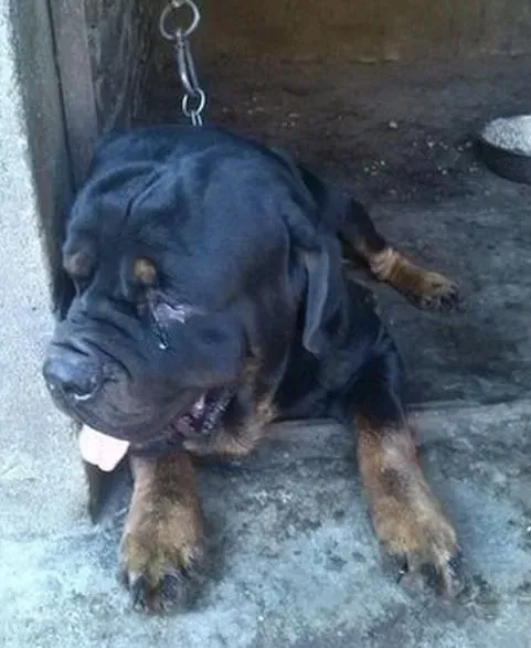 罗威纳犬|新手手册之初次喂养罗威纳犬须谨记三点