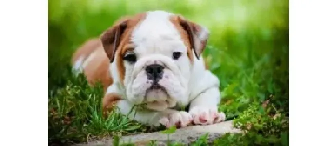 英国斗牛犬|爱犬犯错误  预防胜于纠正