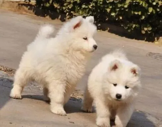 萨摩耶|让萨摩耶犬不往人身上跳的巧妙方法
