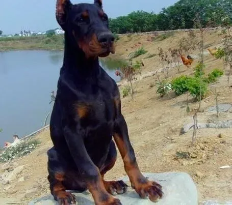 杜宾犬|杜宾犬口吐黄水，有点拉稀不知道是怎么回事
