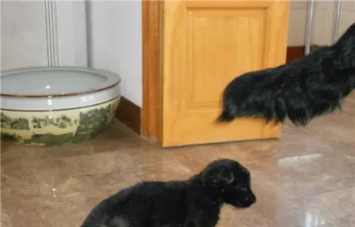 比利时牧羊犬好斗吗 比利时牧羊犬的饲养方法 | 比利时牧羊犬