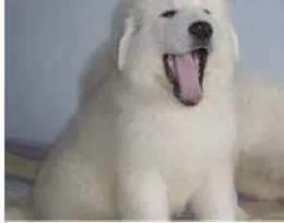 大白熊犬|牛奶对大白熊犬的身体有益吗