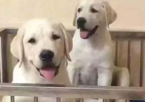 拉布拉多|拉布拉多犬怎么样进行简易行为的训练