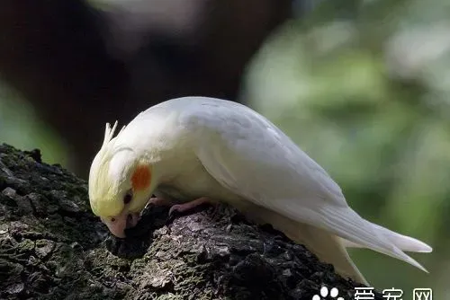 玄凤鹦鹉不能吃什么 对玄凤鹦鹉有危险的食物 | 