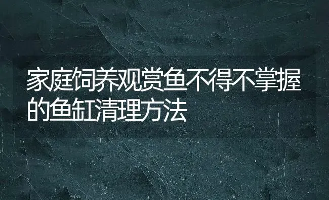 家庭饲养观赏鱼不得不掌握的鱼缸清理方法 | 鱼类宠物