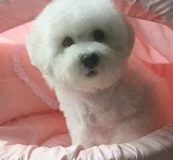 比熊犬|比熊犬身上臭味儿的来源及如何去除狗狗体臭