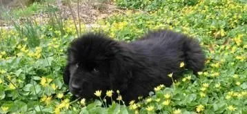 纽芬兰犬一顿吃多少 四到六个月每天至少喂3次 | 纽芬兰犬