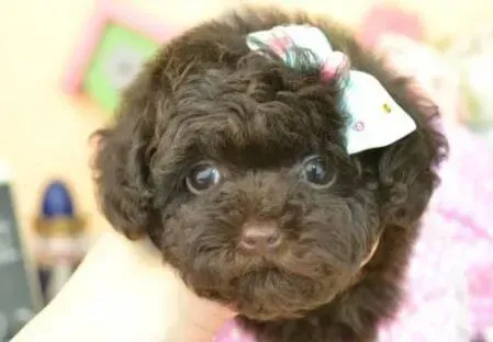 贵宾犬|贵宾犬肠胃不太好应如何调理 求方法