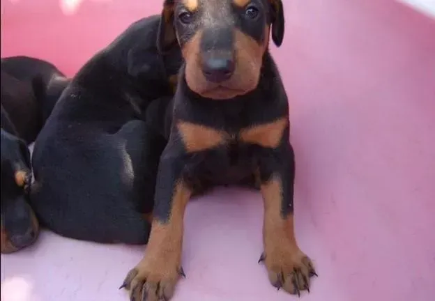 杜宾犬|母乳不足25天的小杜宾犬要怎么喂养