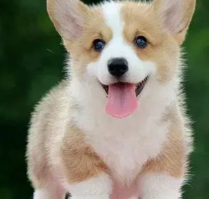 柯基犬|为什么柯基犬最近老是喜欢吃泥土