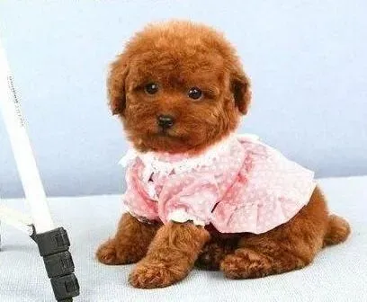 贵宾犬|哪些食物会危害到贵宾犬的健康