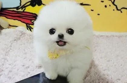 博美犬|博美犬有眼屎是健康亮起了红灯