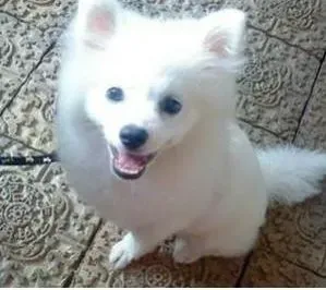 银狐犬|银狐犬呼吸不畅，抽搐应怎么办