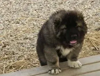 高加索犬|高加索犬最近身上很痒，皮肤红肿该怎么办