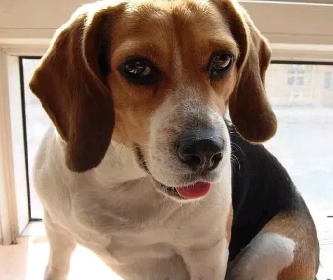 比格犬|比格犬的脱毛症要怎样正确的改善