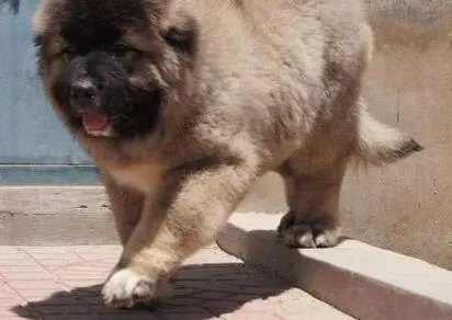 高加索犬|高加索犬感冒的症状分析与治疗方法