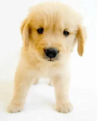 金毛|请问如何给金毛犬滴眼药水
