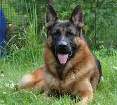 德国牧羊犬|导致德国牧羊犬出现闹肚子的原因