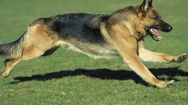 德国牧羊犬|尊重自然规律 科学对待德国牧羊犬磨牙的问题