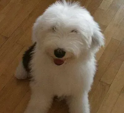 古代牧羊犬|古代牧羊犬使用人用的沐浴液好吗