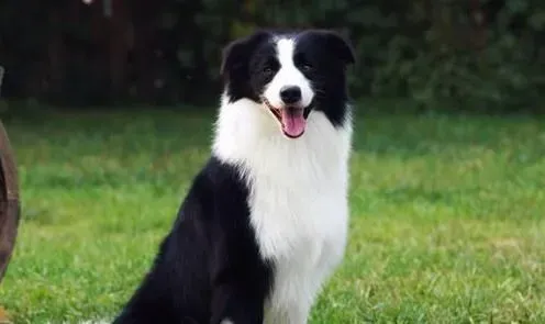 边境牧羊犬幼犬尾巴特征 幼犬尾巴特征 | 边境牧羊犬