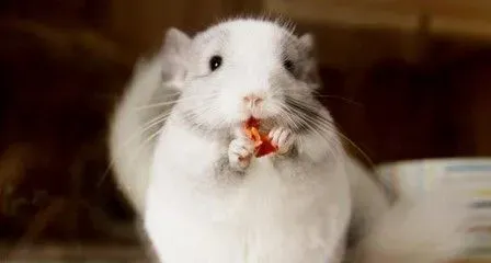龙猫不吃主粮是否影响健康 必须喂食主粮 | 龙猫