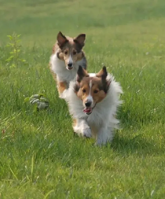 喜乐蒂|喜乐蒂犬幼犬的饮食有哪些讲究