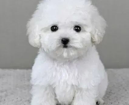 比熊犬|未见犬先闻声  比熊犬适合戴铃铛吗