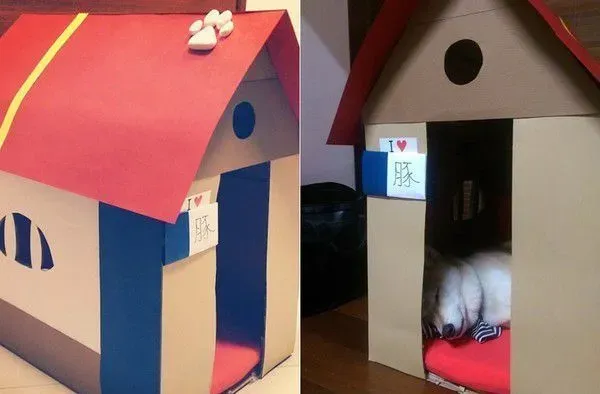 浪犬跳上机车求助 这一载便开启了狗奴才生活