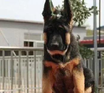 德国牧羊犬|轻松打造德国牧羊犬的优秀品质