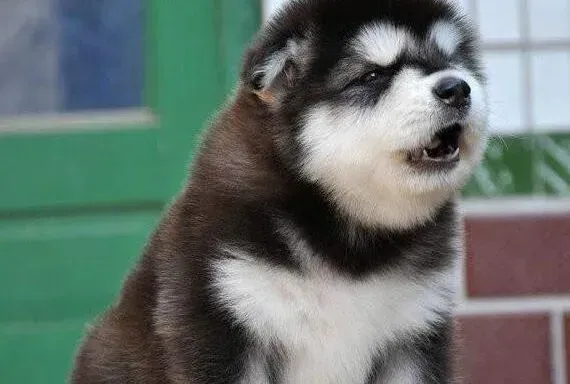 阿拉斯加犬|阿拉斯加雪橇犬身上有皮屑、瘙痒是皮肤病吗