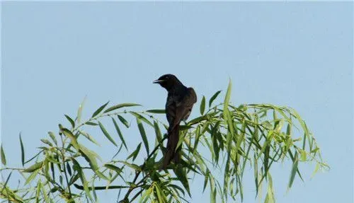 黑卷尾的叫声 黑卷尾鸣声噪杂而粗糙 | 黑卷尾